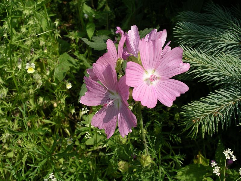 Flora 38.jpg